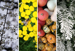 Préparer son jardin pour chaque saison