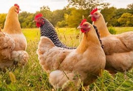 Construire un enclos pour ses poules